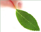 Leaf